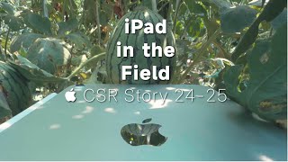 苹果种瓜 “Apple” in the Watermenlon Field