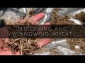 Hand Threshing and Winnowing Garden Wheat
