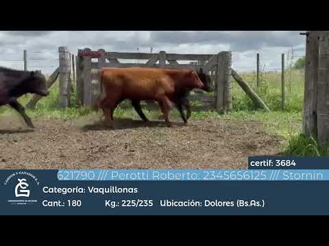 Lote Hembras - Dolores Bs As