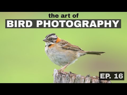 Contrast Reduction Sharpening? The Art of Bird Photography (Episode 16)