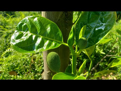 Mít Thái Trái Vụ Và Cách Giữ Quả Cây Mít Vụ Chiêm / Nhà Nông Làm Vườn