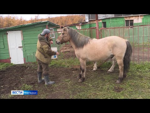 Британец отправится в кругосветку на лошадях якутской породы Британец отправится в кругосветку на лошадях якутской породы