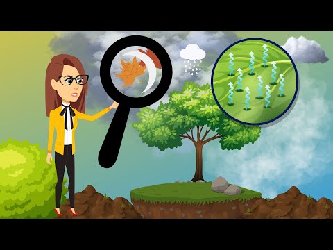 EduKredka - Budowa drzew, krzewów i liści - odc. 3 z 4