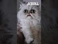 Your cat if you #cat #multicolored #cute #pets #animals #multicoloredeyes #cats #kitten