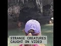 Discovery of strange animals .like monkey man or alien