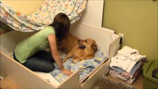 Desert Sol Chinooks Sun God Litter Week 0- Kristy feeling for puppies