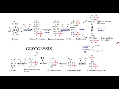 Glykolyse | Kohlenhydratstoffwechsel 1 | Ablauf & Phasen.