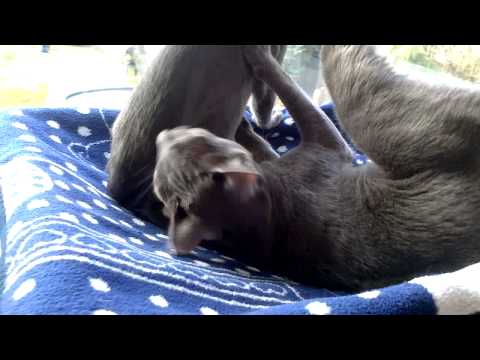 Jaydee and her Korat kittens play fighting 24-04-13