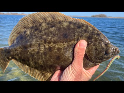 Shore Fishing for Limits+ of Winter Flounder with Sandworms and Gulp!