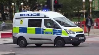 SAM THE SKULL  GLASGOW CAT