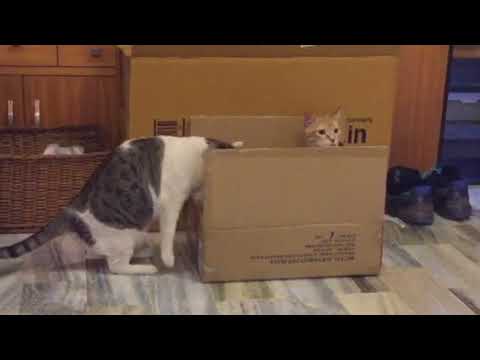 Amazon delivers friend