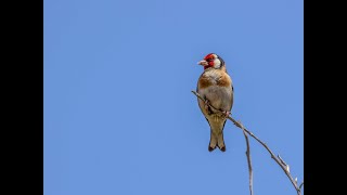 В каких местах ловят щеглов