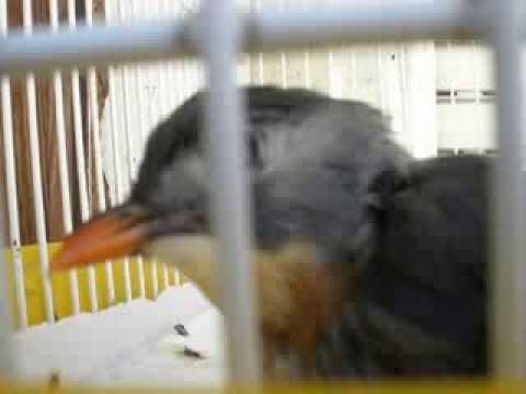 Rouxinol do Japão com 16 anos