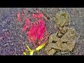 Roses Music Video (The Cranberries, Roses Album)