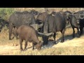 Duba Cape Buffalo 2014 8 18 Day 5