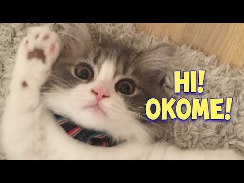 Lovely Minuet Cat Okome : Napoleon Cat