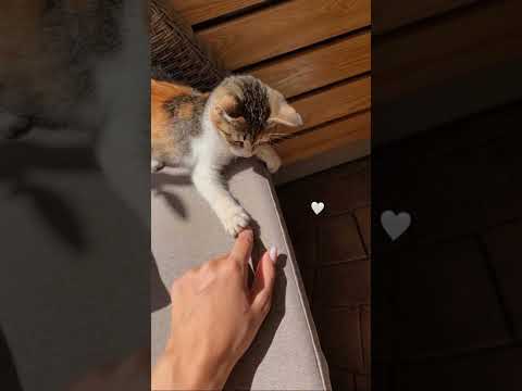 #love❤ #song 🤗# trending #❤ varshika Eshram #💞 subscribe # 👀👀