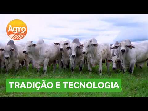 Fazenda no Mato Grosso mostra como tradição e tecnologia caminham juntas | Agro Record DF