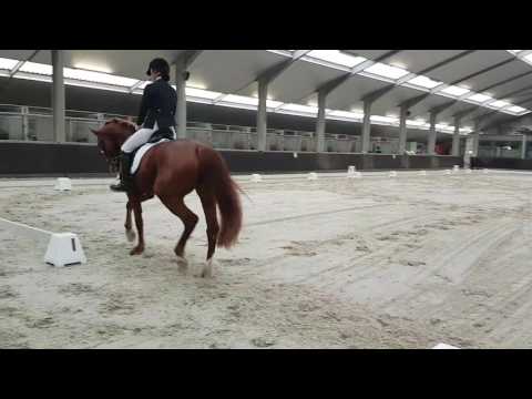 Filesta: welt hit II x pablo with margot lapin