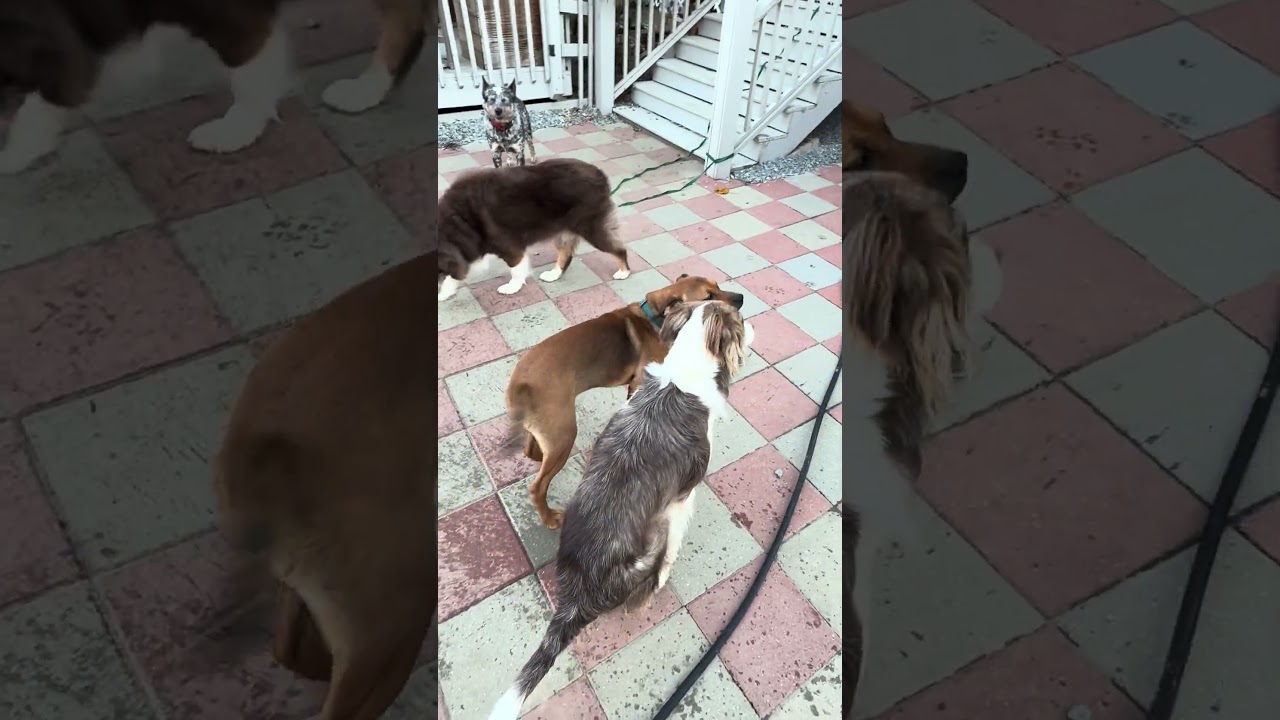 Copper (aka Mongo), a Adoptable mixed breed in Smithfield, NC video 2/6