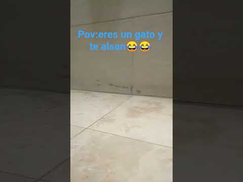 20 de noviembre de 2025