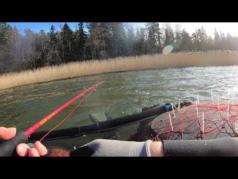 Hauen perässä 28.03.2020.