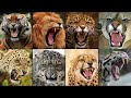 ALL BIG CAT SOUNDS TOP 8 ROARING KING OF JUNGLE
