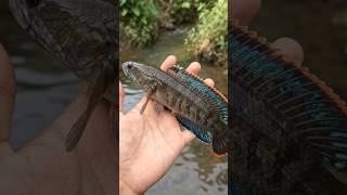 Download lagu Viral‼️😱🔥 Mancing Channa Limbata Cantik #fyp #viral #shorts #trending #fishing #mancing mp3 Download lagu Viral‼️😱🔥 Mancing Channa Limbata Cantik #fyp #viral #shorts #trending #fishing #mancing mp3