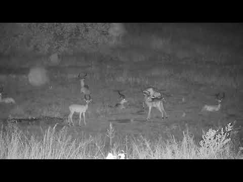 Djuma: Impalas rest and then two Hyenas walks in - 21:09 - 02/01/2022