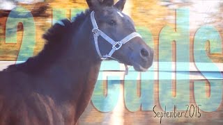 2 Heads [If only I could live forever]