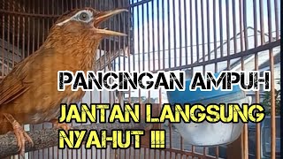 Download lagu SUARA WAMBI BETINA MEMANGGIL JANTAN mp3