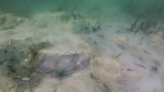 Виброхвост bass assassin 4 sea shad pink ghost