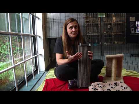 Tip Tuesdays: Cats and Scratching