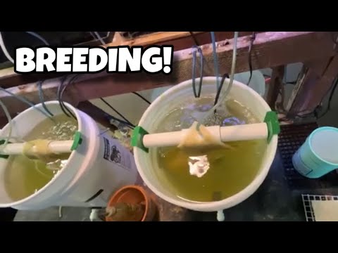 I learned how to Breed Hundreds of Clownfish