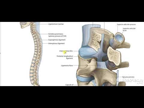 Vertebral ligaments