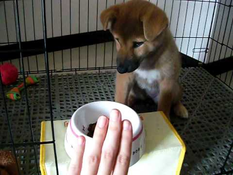 不食狗間煙火...(原發表者:MEKI麻)(影片)