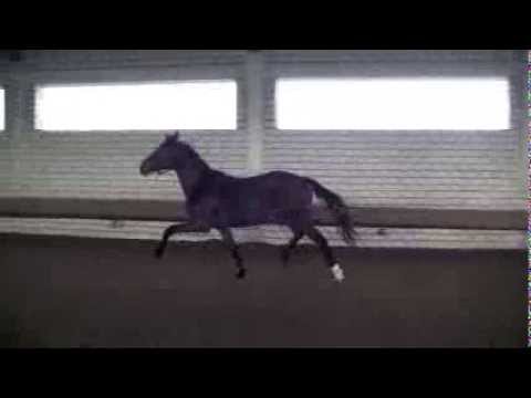 Diatano - Quattro B, Hengst *2012