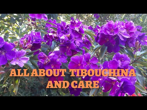 Tibouchina Plant Care Tips