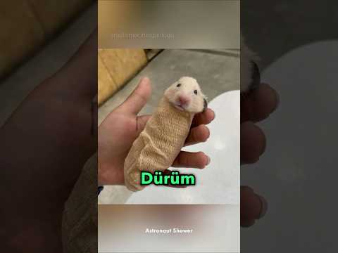 Hayvanları tomografiye sokmak 🐹🌯🩻 #animals #yavruhayvanlar #belgesel #ilginçbilgiler #hayvanlar