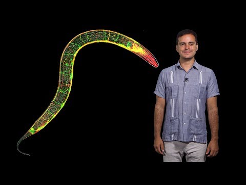 Daniel Colon-Ramos (Yale/HHMI) 1: Cell biology of the synapse and behavior in C. elegans