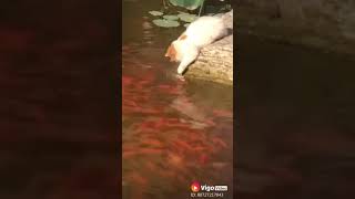 Download lagu Kucing nakal kecemplung kolam mp3