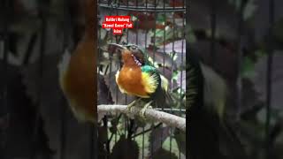 Download lagu Kolibri Wulung Gacor Full isian Teler maen Ekor mp3