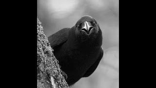 Captain Beefheart and The Magic band ... Ice cream for crow