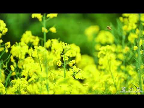 鹿田山｜菜の花