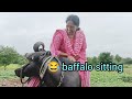 Baffalo Sitting Village RGJ24