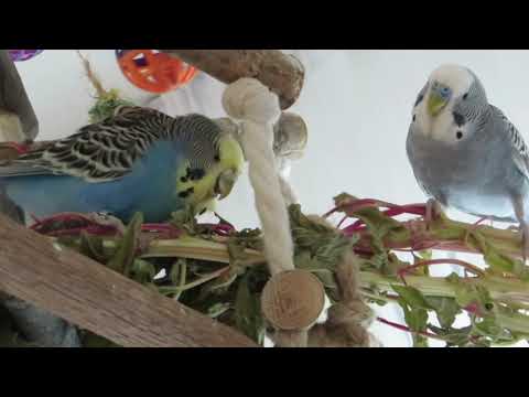 2019 09 29 Am Amaranth