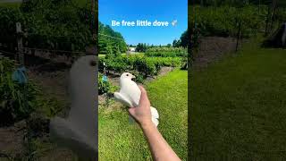 Have you ever listened to a dove take flight?