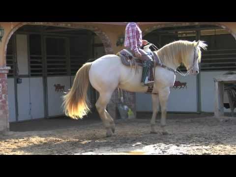 Laberinto -  El Dorado - www.DavidySusCaballos.com -El Cacique