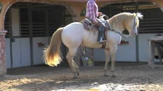 Laberinto -  El Dorado - www.DavidySusCaballos.com -El Cacique