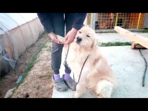 Bojan the Golden Retriever cross from Prnjavor, Bosnia